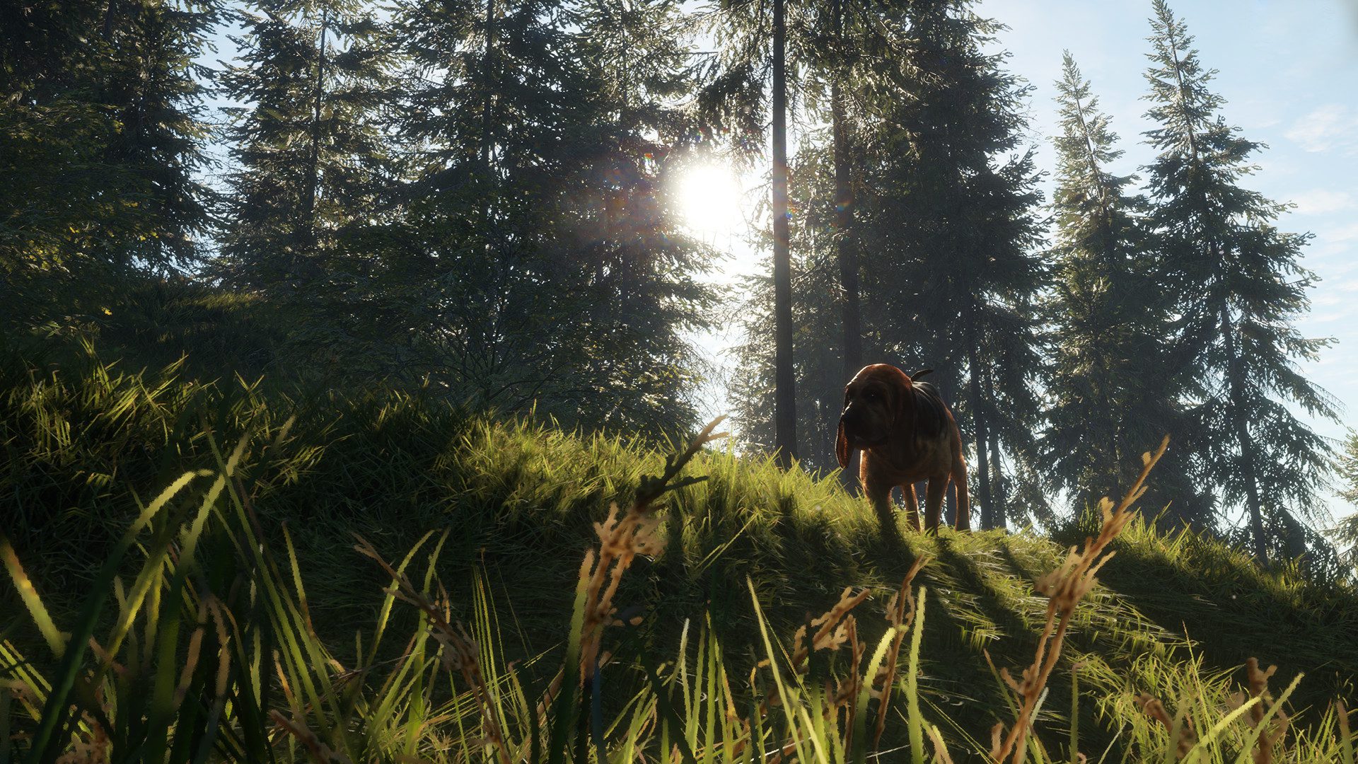 call of the wild bloodhound