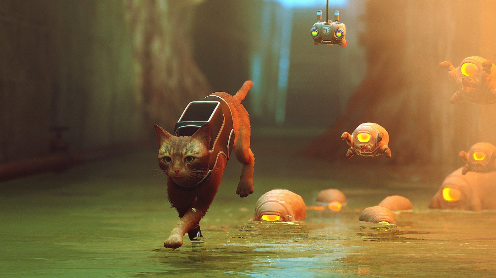 stray